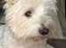 West highland terrier puppies for sale