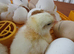 Day old Leghorn chicks (unsexed)