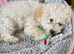 remale poochon