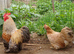 Pekin hatching eggs