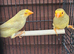 Starfinches