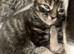 Sweet Kittens