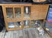 2 bunnies for sale