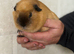 3 boar guinea pigs