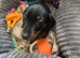 Dachshund puppy