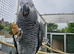 African Grey Pair