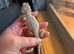 Baby bearded dragons ready now