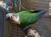 Conures for sale (selling as a pair)