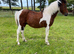 Can&rsquo;t ride but want to be around horses I&rsquo;m looking for a friend