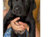 Labrador retriever pedigree big fat Bruce