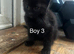 Kittens for sale
