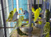 Baby’s budgies Glasgow