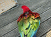 Greenwing macaw baby&rsquo;s - Ready now -