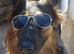 Stud dog