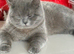 Stunning kittens x bsh &pound;65 each 3 LEFT
