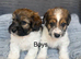 Beautiful Jackapoo Girl and boy puppies looking for there forever homes