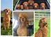 Beautiful Red Labradoodle puppies