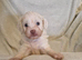4 stunning shipooh pups