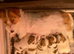 Stunning RKC registered Jack Russell puppies
