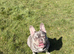 Beautiful blue / tan female frenchie