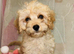 Last Cavapoo Girl