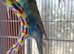 Two English budgies