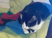 Domestic kittens