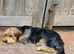 Male Yorkshire Terrier