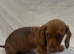 3 Dachshund Puppies for sale!!
