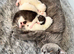 British Shorthair kittens BSH &pound;350
