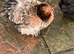 Lovely Pekin Batam for sale