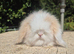 Stunning teddywidder babies- imported parents