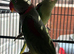 Beautiful Pair of Alexandrine Parrots