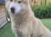 Beautiful 2-Year-Old Dog Looking for a Loving Home