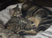 Siberian European Shorthair Girls!