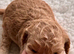 Gorgeous Toy Cockapoo