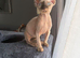 Beautiful female  Sphynx kitten looking for forever home