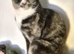Female diluted calico