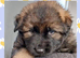 Chunky German Shepherd Puppies