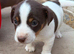 Jack Russell puppies for sale