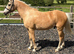 Project pony