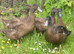 KHAKI CAMPBELL DUCK HATCHING EGGS x6 24 hour tracked post