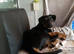 Rottweiler puppy