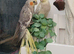 Male & female cockateil