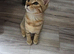 Pixie bob mixed kittens