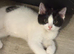 Black & white kitten