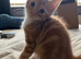 Ginger boy 8 weeks old ready to leave now