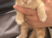 Last two boy kittens ready to go