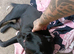 Frenchie cross labrador