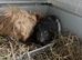 Guinea pigs x2 for sale Inc set up
